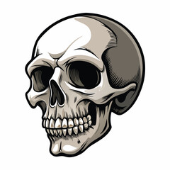 A detailed, three-quarter view of a human skull with white  background.
