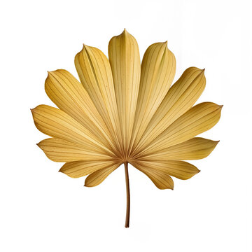 Detailed Leaf with Elegant Curves, Crisp Lines, and a Bright Yellow Tone Captured in High-Quality Resolution
