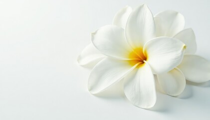 Fototapeta premium Close-up of pristine white flower petals on stark white backdrop, white background, floral, bright white