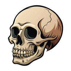 A detailed, three-quarter view of a human skull with white  background.
