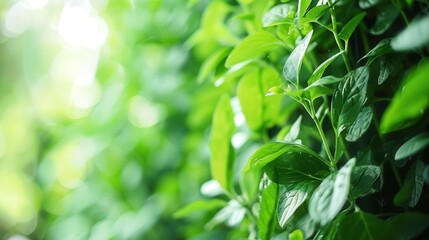 Obraz premium Lush Green Leaves with Soft Focus Background in Natural Environment