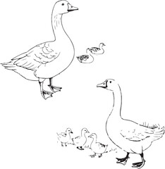 A white isolated vector illustration shows a group of young ducklings with two ducks, birds of nature