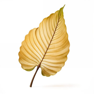 Highly Detailed Leaf with a Smooth Surface, Subtle Yellow Color Gradients, and Natural Organic Aesthetic