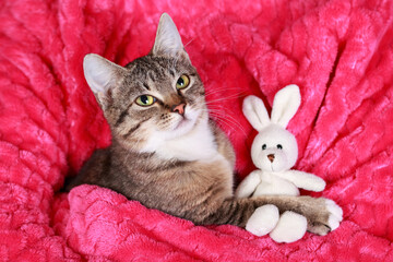 Tabby kitten holding plush bunny toy while cuddled in pink sweater-covered arms. Soft indoor portrait full of warmth, tenderness, and playful affection.