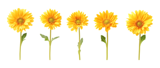 Set of Smiling Fluffy Flowers in Five Different Poses on Transparent Background for Cute Character Design, Kids Graphics, or Sticker Sets