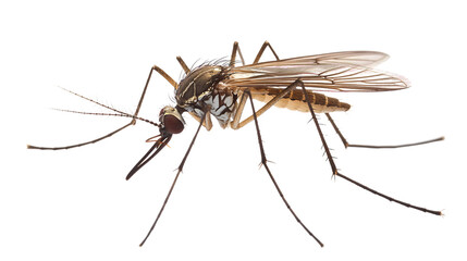 Detailed Close-up of Mosquito: Captivating Insect Anatomy Exploration