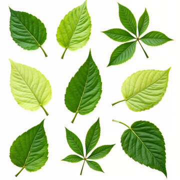 A detailed composition of fresh green leaves in various shapes, showcasing nature's diversity with crisp clarity.