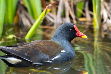 Gallinule poule-d’eau (Gallinula chloropus) nageant dans l'eau