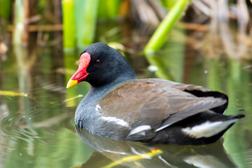 Gallinule poule-d’eau (Gallinula chloropus) nageant dans l'eau