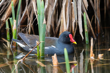 Gallinule poule-d’eau (Gallinula chloropus) nageant dans l'eau