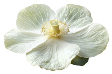 Close up of Nelumbo Nucifera Sacred Lotus Flower Water Lily Pink Petals Botanical Beauty Nature Photography Floral Image Beautiful Bloom Summer Flower Asian Flower on transparent background