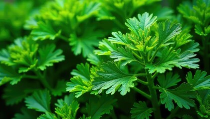 Intricate parsley sprigs forming a natural design , cooking, still life, repeating