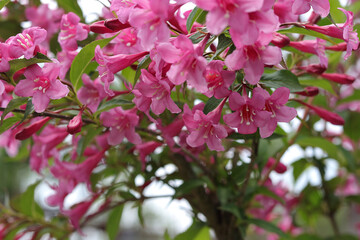 Blooming pink Weigela flowers on spring branches with green leaves. Natural garden background with...
