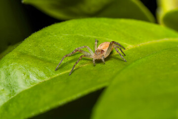 Philodromus spec. sur plante
