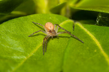 Philodromus spec. sur plante