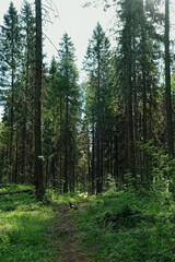 Green plants, trees and footpath in summer forest, natural green background. forest scenery. harmony, idyllic landscape. Magical, Fairytale woodland. wildlife, travel concept. Northern forest