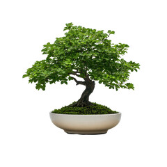 Beautiful lush green bonsai tree in a white ceramic pot on transparent background, showcasing detailed natural foliage and expertly shaped miniature tree.