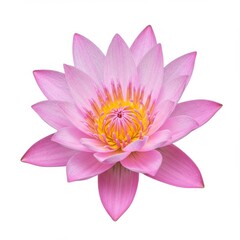 Obraz premium Pink lotus flower isolated on white background