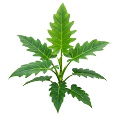 Green philodendron plant isolated on white background