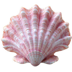 Buy pink scallop shell seashell ocean beach decor sea life souvenir gift on transparent background