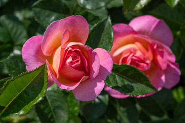 Rose Dornburger Schlossrose, flowering plant of the Rosaceae family, modern hybrid roses from the Roseto di Roma, Italy