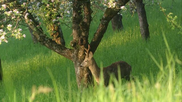 roe buck rubs its body against a tree trunk 