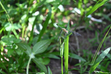 A slender skimmer dragonfly perching on an elevated grass leaf close to the ground