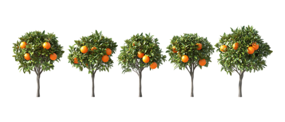 Pack of Orange Trees in Five Different Poses Against Transparent Background for Agricultural Branding, Orchard Promotion, or Botanical Design Projects