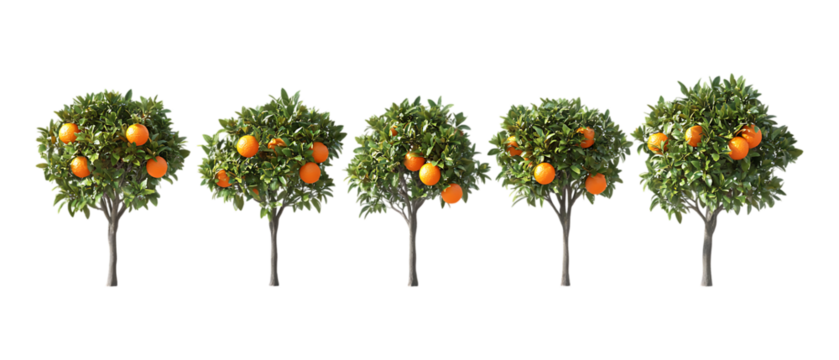 Pack of Orange Trees in Five Different Poses Against Transparent Background for Agricultural Branding, Orchard Promotion, or Botanical Design Projects