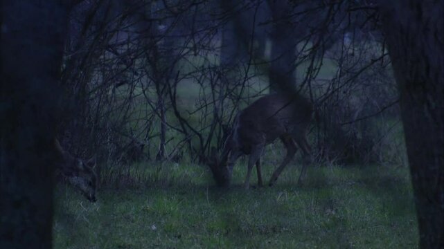 roe doe  and buck in molting phase between trees at twilight