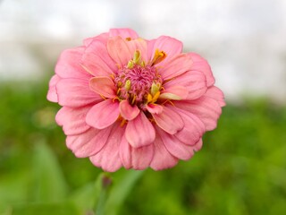 pink common zinnia flower in the garden 