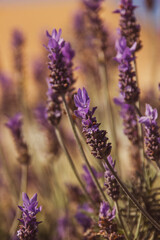 Obraz premium Blooming blue bugleweed in spring. Closeup view of herbaceous flowering plants on green pasture. Natural background