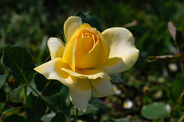Fototapeta premium Rose flowers of the Rosaceae family, modern hybrid roses. International competition 