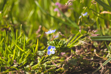 Field plants on a sunny April day. Landscape in the countryside.