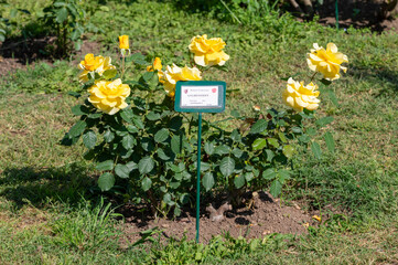 Rose Gyldensteen, Denmark, flowering plant of the Rosaceae family, modern hybrid roses from the Roseto di Roma, Italy