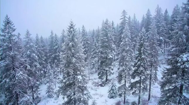 Forest Covered by Snowstorm &ndash; Winter Time-Lapse