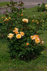 Rose xian zhang, flowering plant of the Rosaceae family, modern hybrid roses from the Roseto di Roma, Italy	