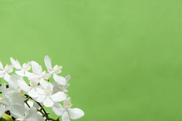 Gr&uuml;ner Hintergrund mit wei&szlig;en Orchideen Bl&uuml;ten. Geeignet f&uuml;r Gru&szlig;karten.