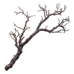 Fototapeta premium Dried tree branch isolated on black background nature detail