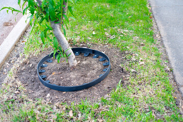 Sidewalk front yard fruit tree with black recycled plastic landscape edging roll, galvanized spike tight circle around ring to protect trunk, retaining bedding materials guard fruit tree care