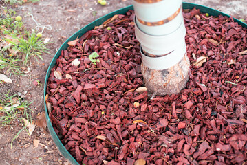 Spiral tree guard trunk protector wrap around Asian plum tree with recycled rubber mulch nuggets...