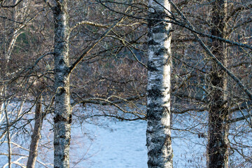 Lakefront trees in spring