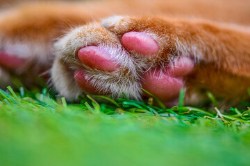 Macro close-up of pink cat paw pads on grass