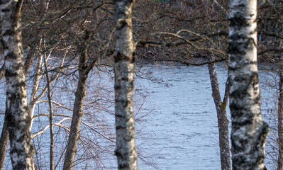 Lakefront trees in spring