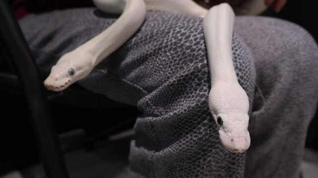 Footage of blue eyes Leucistic Ball Pythons on human's lap