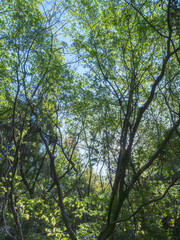 春の森　照らす日差しが木の葉を輝きかせる02