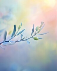 Delicate olive branch with pastel background