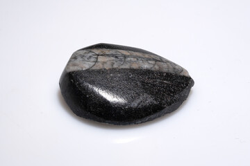Polished trilobite fossil showcasing a dark, mottled surface with a gray veined pattern and smooth, rounded edges; a geological specimen on a white background