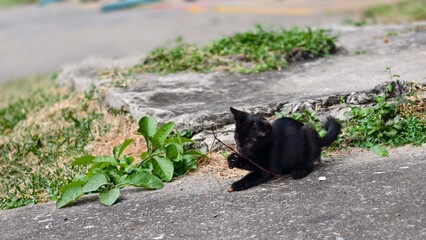 Playful Black Cat on Concrete Surface
