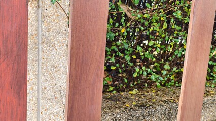 Nature Peeking Through a Wooden Fence Panel